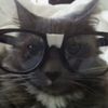 bunnyyycat