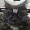 @bunnyyycat