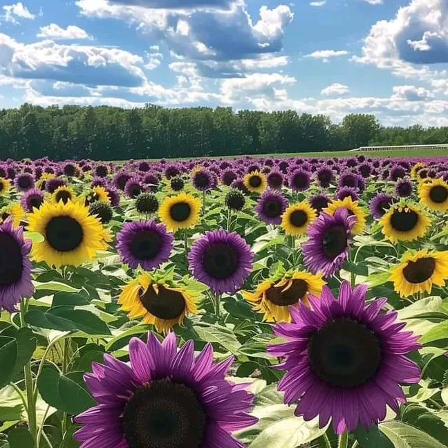 peaceful.earth5