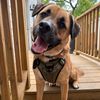 saintnick_thepitmix