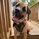 @saintnick_thepitmix