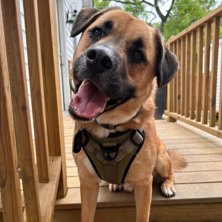 saintnick_thepitmix