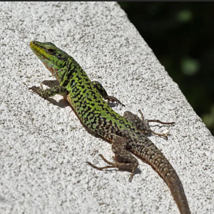 reptileguyat