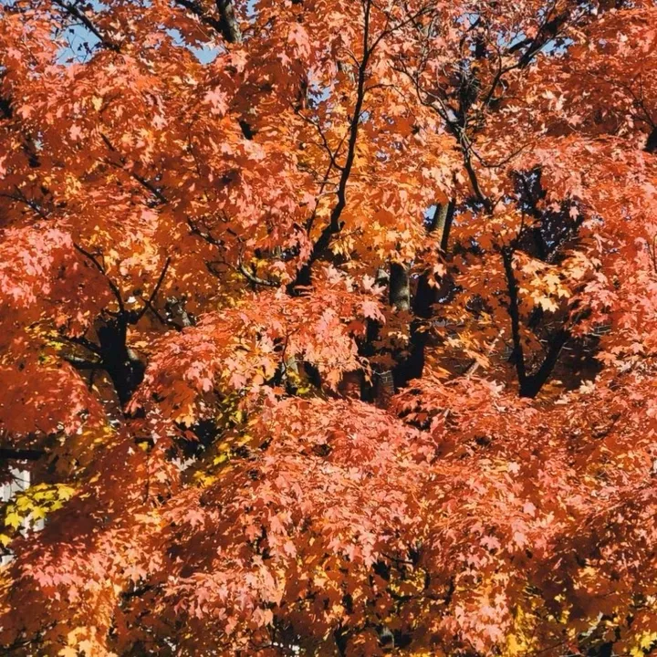 soulfullflower_2001