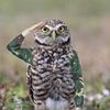 militarybird0