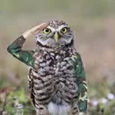 @militarybird0