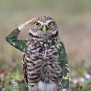 militarybird0