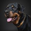 rottweiler_anubis_