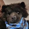 draivynchowchow