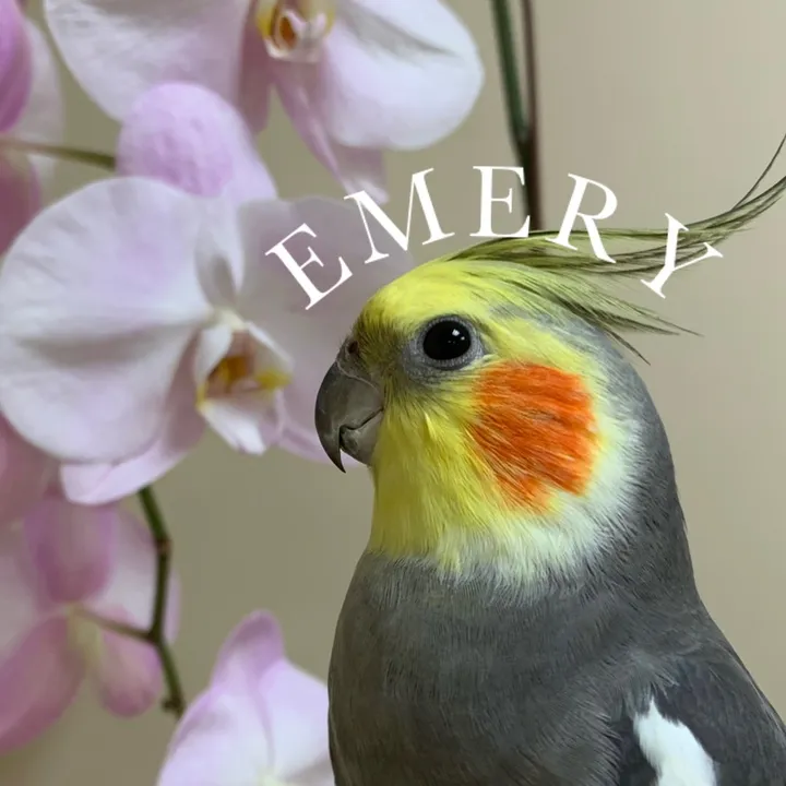 emery.the.branch.manager