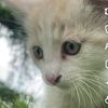 candesu6