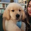 zebbythegolden