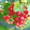 growfruitandveg