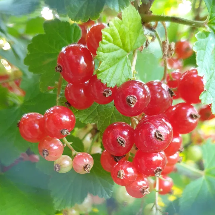 growfruitandveg
