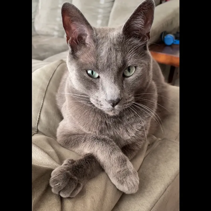 acatnamedmushroom