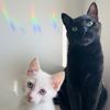 gizmo.and.falkor