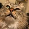 cat.ate.my.enchiladas