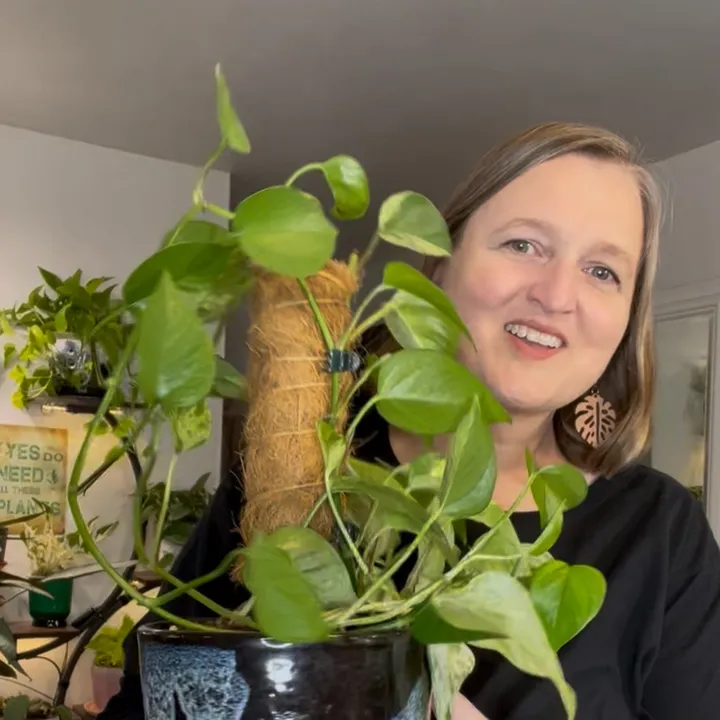 pothosiblyaboutplants