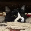 @o_my_gato_gatito