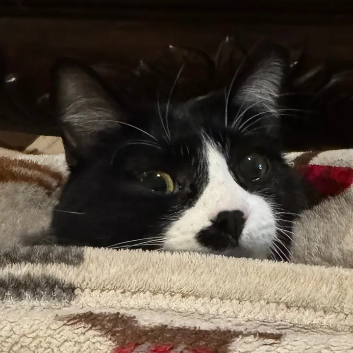 o_my_gato_gatito