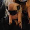 davethe_pug