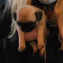 @davethe_pug