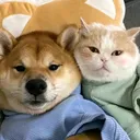 @pet.100