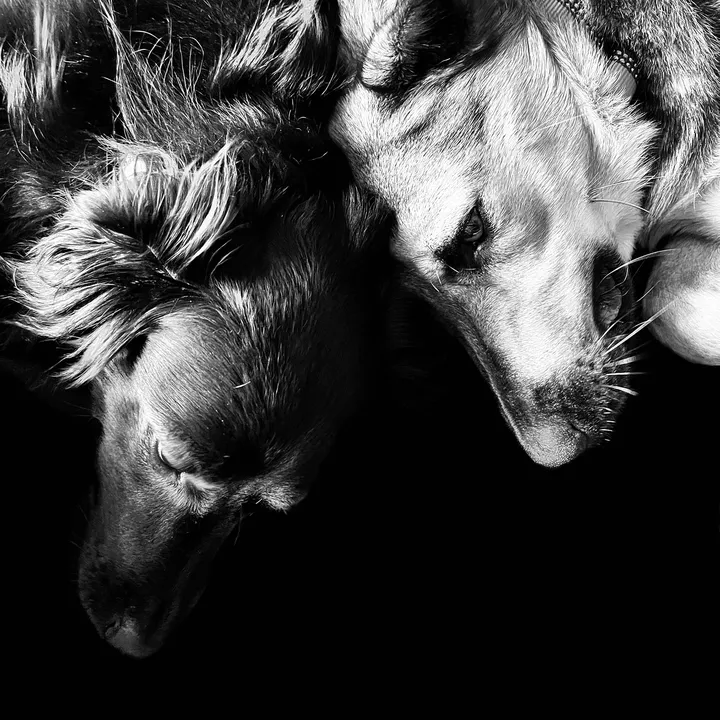 the.furbs