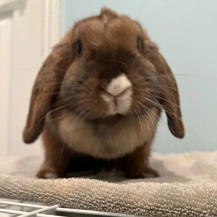@honeythebunny24