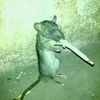 __cigarro_