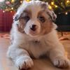 mr.montytheaussie