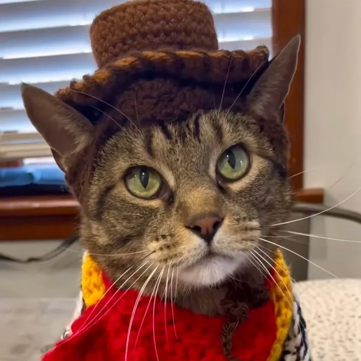 chance_in_hats