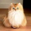 catysweet_1