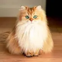 @catysweet_1