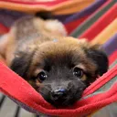 @clinicaldogs