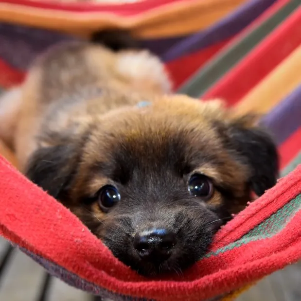 @clinicaldogs