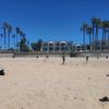 palmtreepov