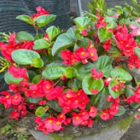 treeplant_gardening