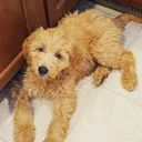 @indie.doodle