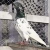 aftab.rana08