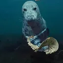 @who.isbr1an
