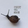 snail_peppy