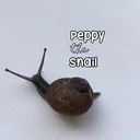 @snail_peppy