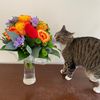 marielethecat