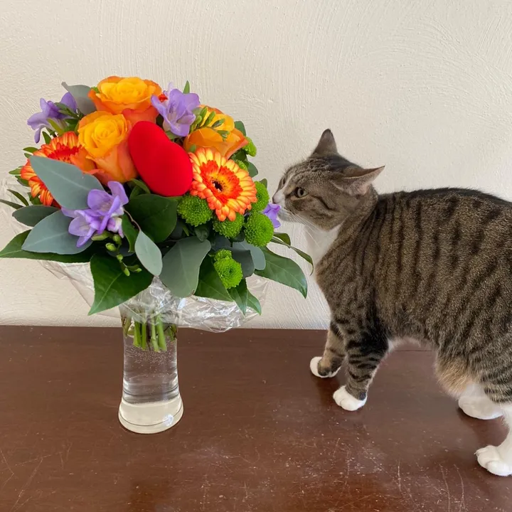 @marielethecat