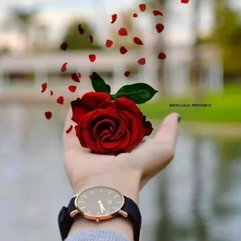 shirin533