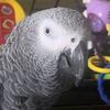 feathersandfriends