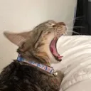 @doseofmemez
