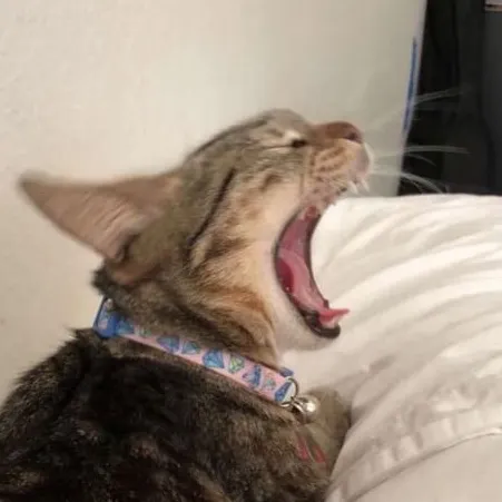 doseofmemez