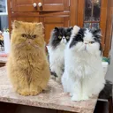 @walterbishopthecat